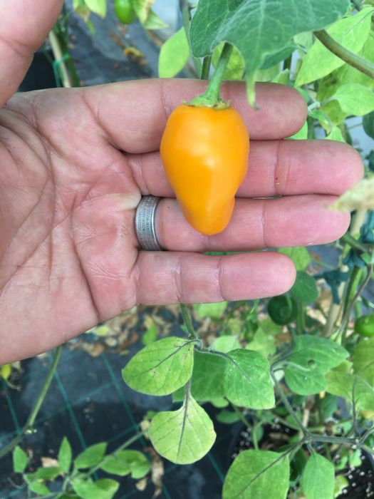 Sementes de pimenta aji oro rocoto