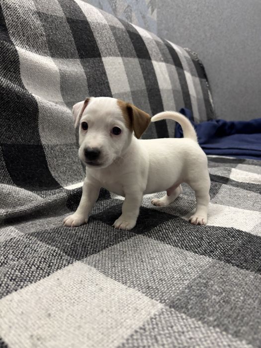 Щенки джек- рассел терьер