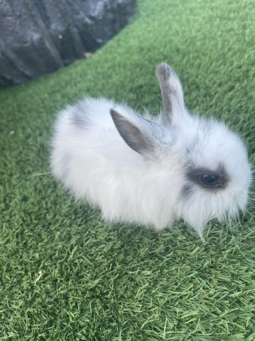 Coelhos anoes angora