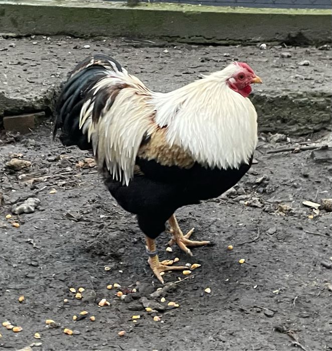 Kogut wayandotte