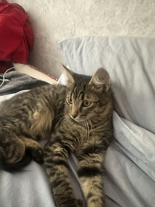 віддам кота у хороші руки