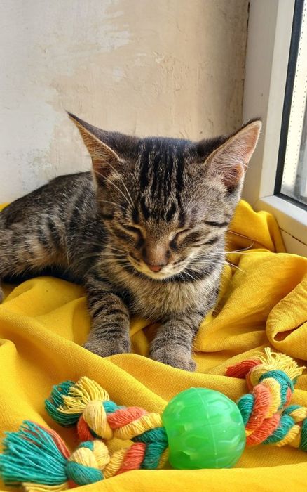 котенок поисках семьи. котята ищут дом