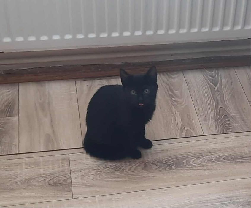 Oddam trzymiesięczne kotki