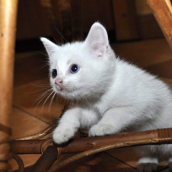 КОТИК - хлопчик в добрі руки.
