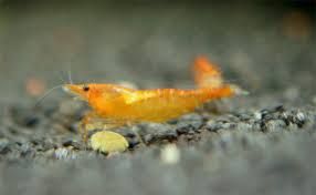 GB Krewetka Pomarańczowa - Orange
