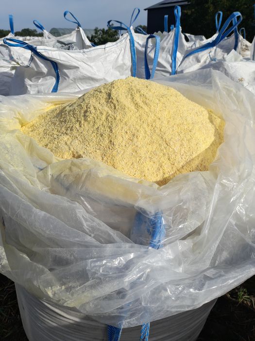 Kukurydza mielona ccm zbiór 2025