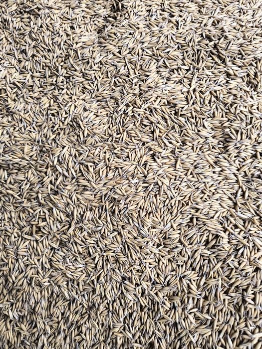 Owies Rambo rok po centrali