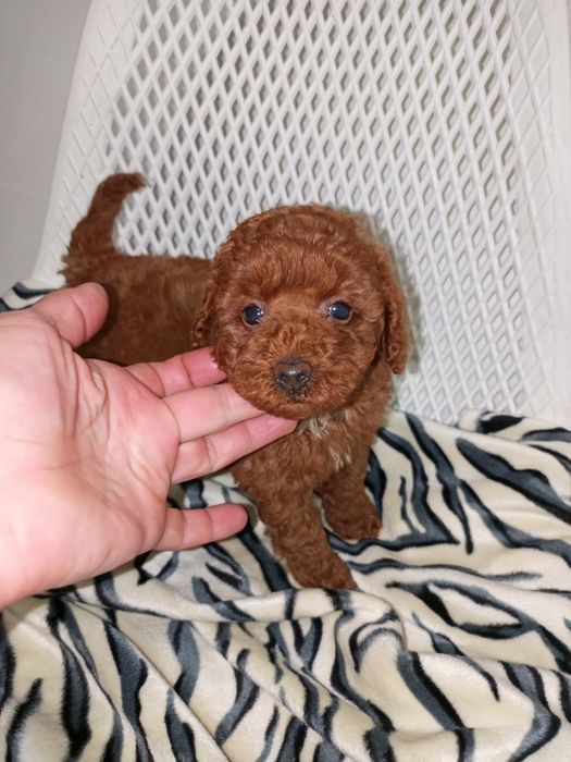 Той- Пуделя хорошої якості!