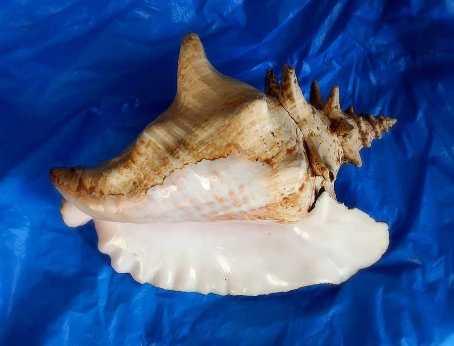 Ракушка Strombus gigas большая. Куба.