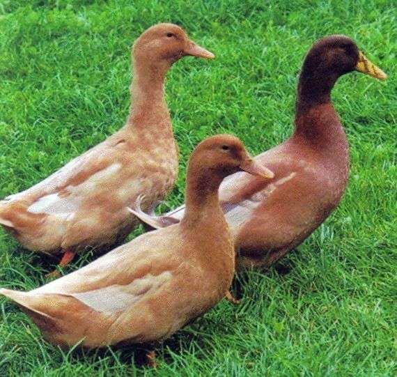 Ovos de pato de varias racas: corredor indiano/canard orpington