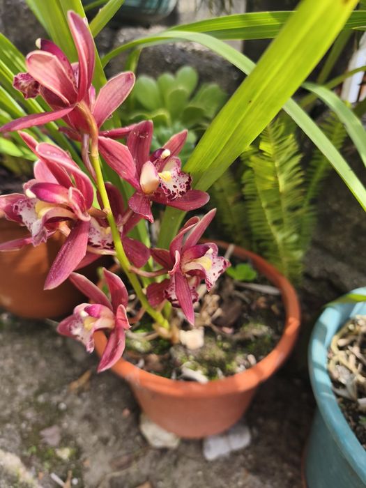 Orquídea com flores