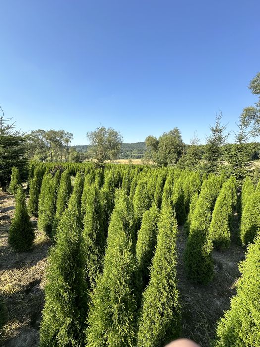 Tuja szmaragd ogodzenie żywopłot transport sadzenie