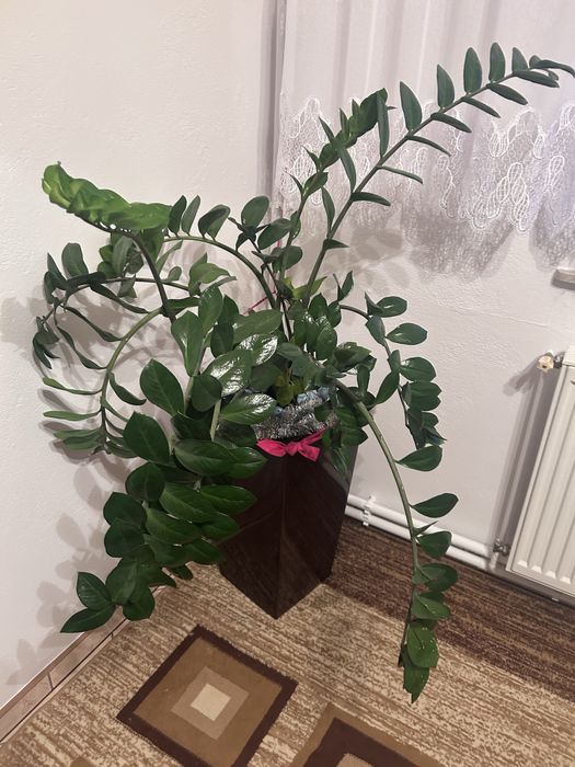 Zamiokulkas  duze kwiaty w donicy