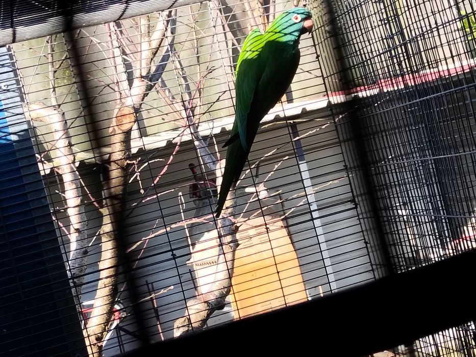 Casal de conures de cabeça azul