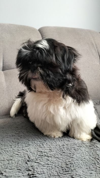 Shih Tzu piesek czarno biały