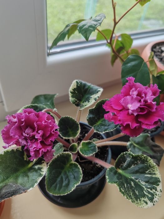 Фіалки.          .