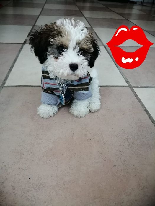 Caniche TOY machinho  fofo