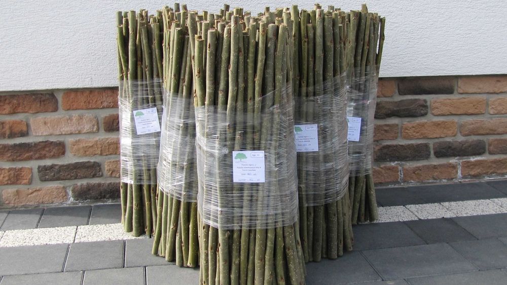 Sadzonki topoli energetycznej MAX 60cm