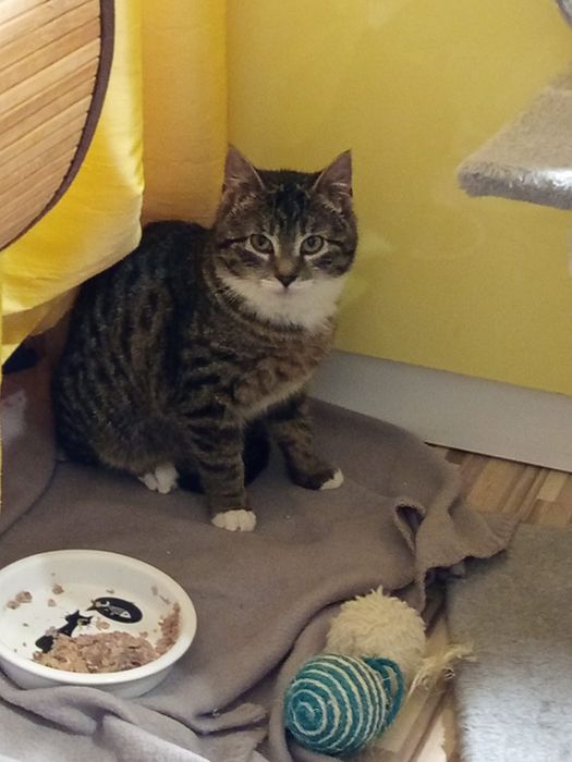 Mała kotka szuka domu niewychodzącego