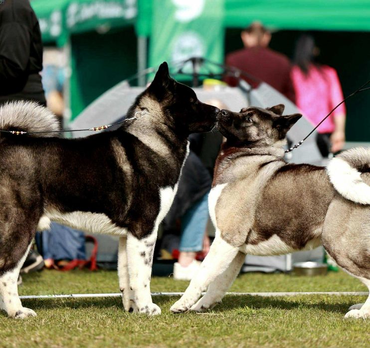 Akita amerykańska Moonflamore FCI