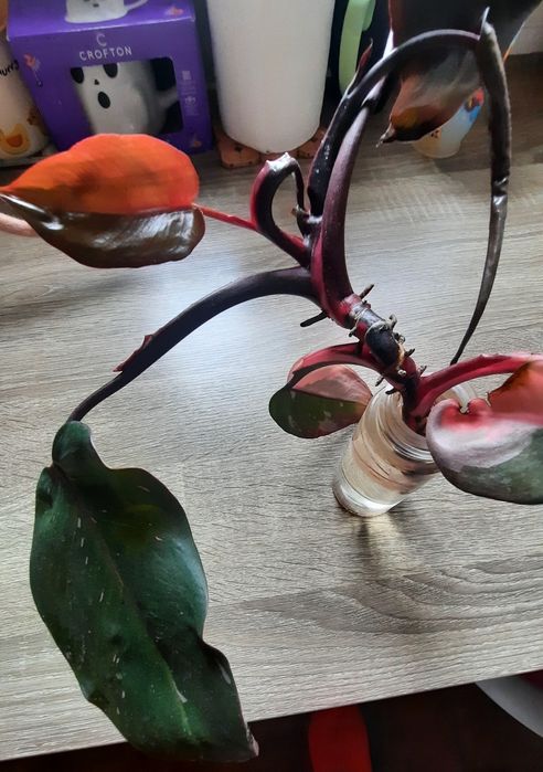 Філодендрон Pink Princes, Рожева принцеса