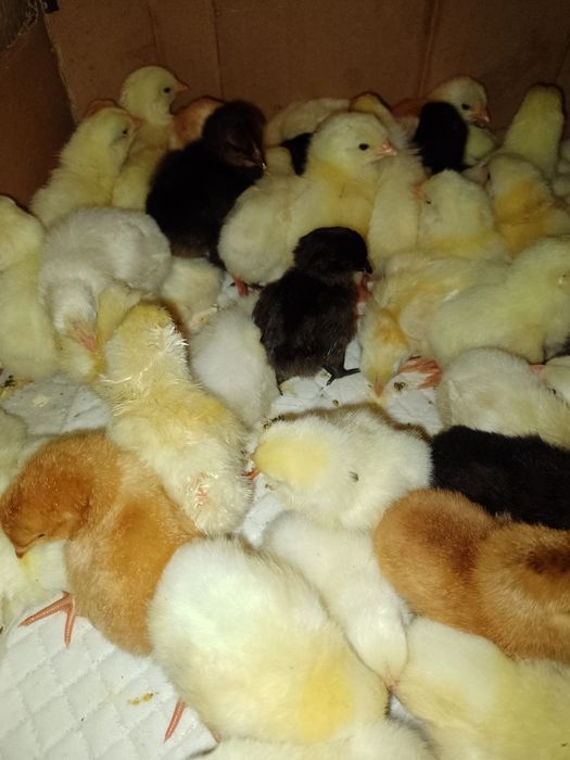 Leghorn ayam cemani araukana silka green kurczęta kury koguty jednodni