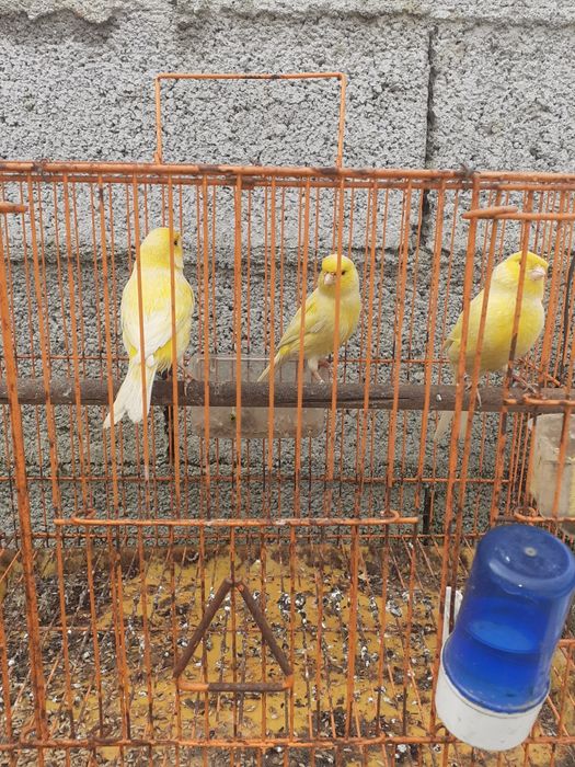 2 canários amarelos recessivos