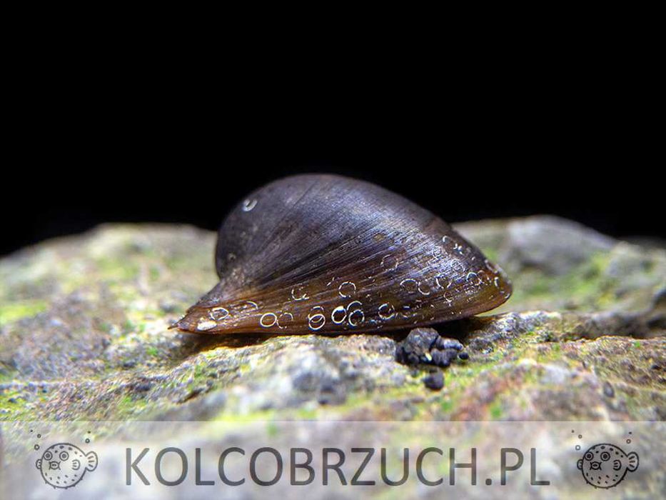 Ślimak BATMAN - Neripteron tahitensis - dowozimy, wysyłamy