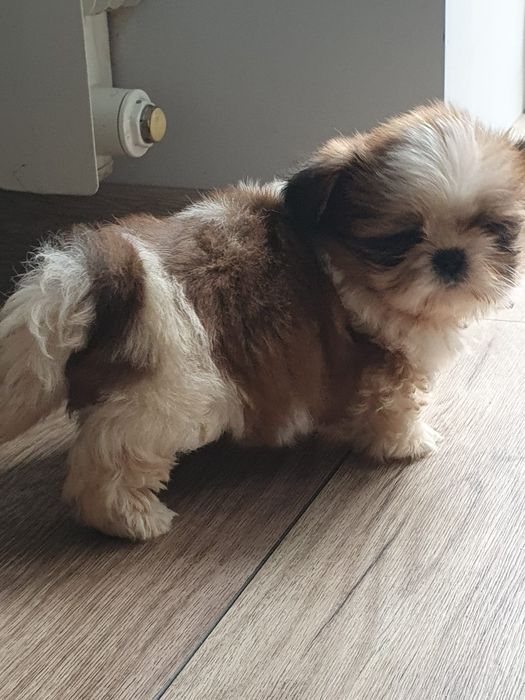 Shih tzu /Urocza  mini sunia