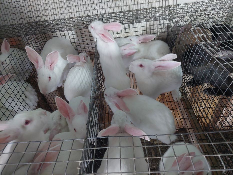 Кролі Термонська біла. Самки, Самці підбір різних ліній