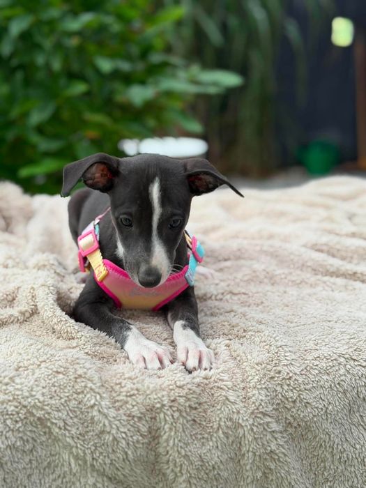 Whippet chart suczka