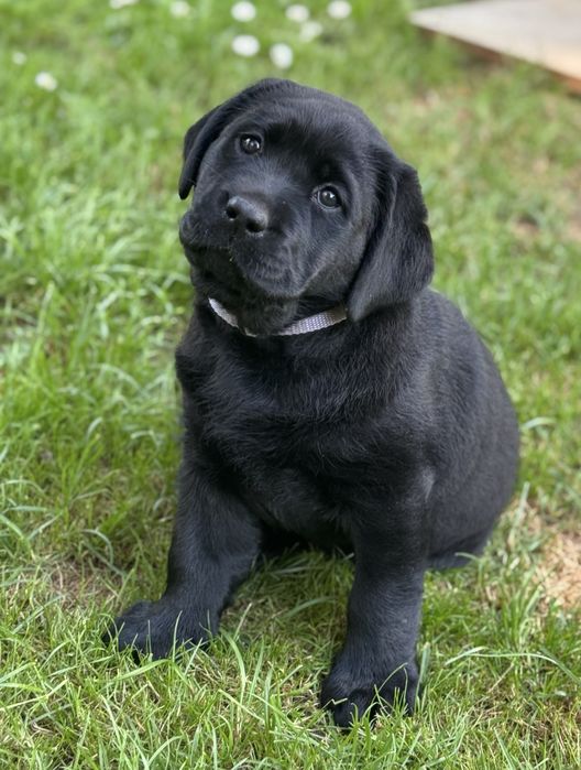 Labrador Retriever - suczka , ZKwP /FCI