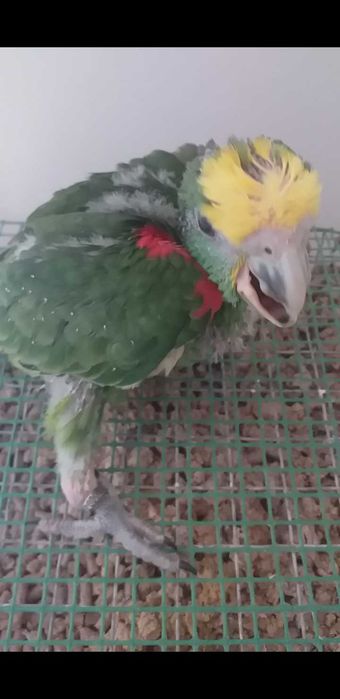 Amazona Oratrix ( Macho )