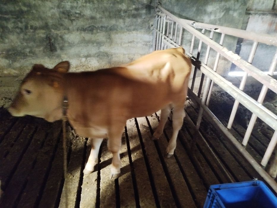 2 vitelos para venda