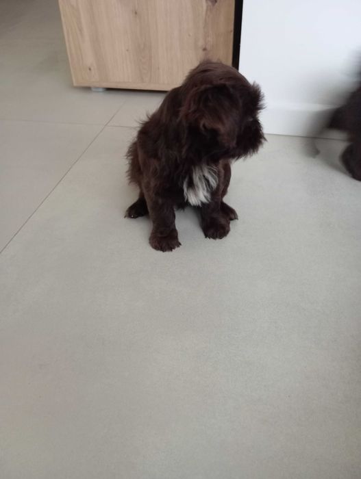 Sunia shih tzu czekoladowa