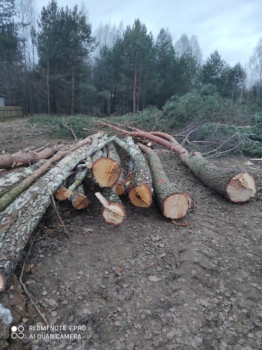 Drewno sosna i Brzoza dłużyca