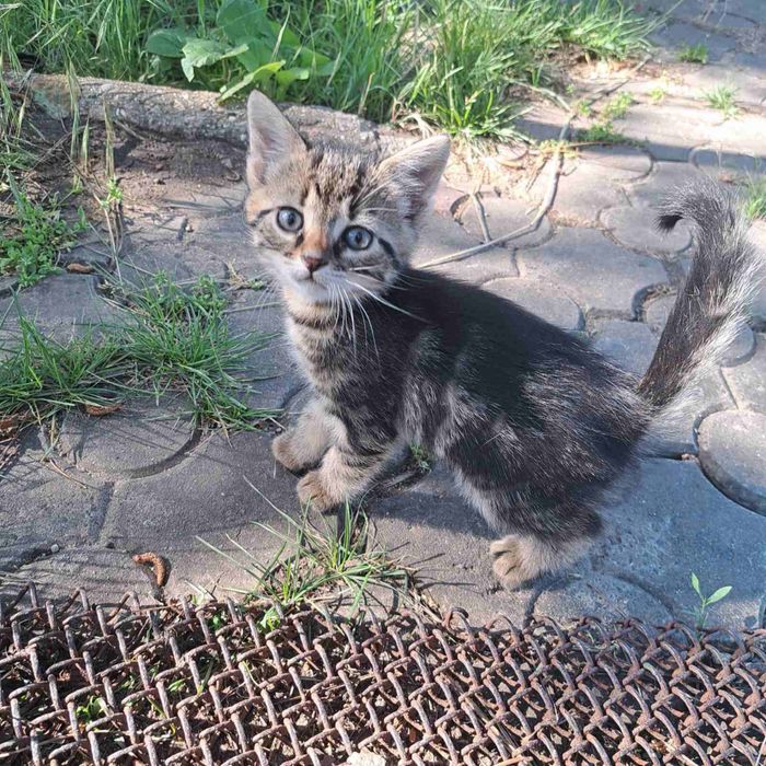 Отдам даром котят