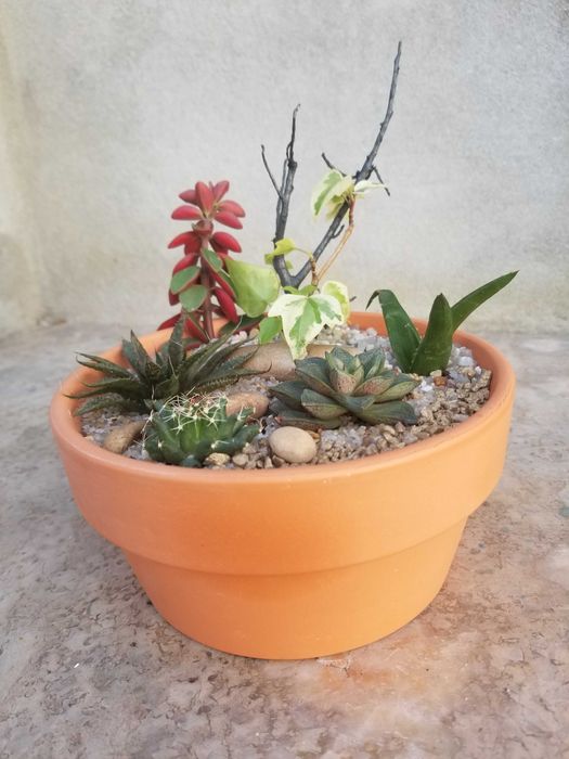 Arranjo de Suculentas