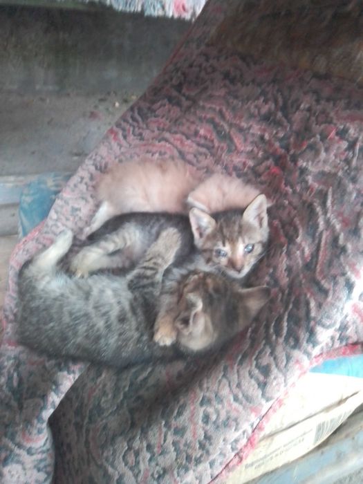 Котята,кошенята,котіки,маленькі коти