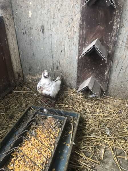 Gołębie kingi młode