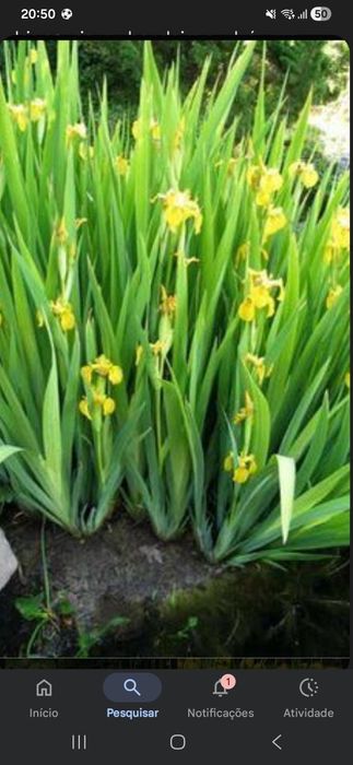 Íris aquática lagos