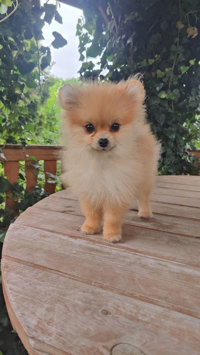Pomeranian rozm XS Szpic Miniaturowy ZKwP/FCI