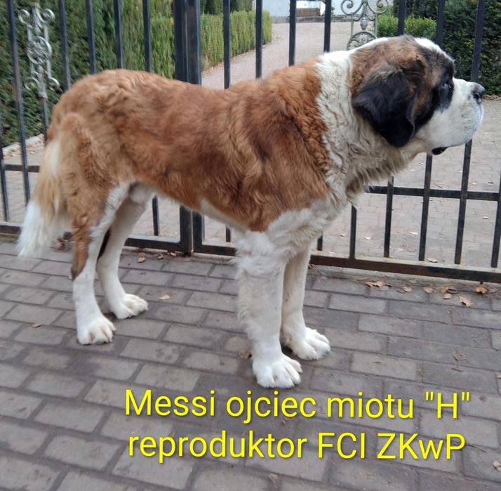 Bernardyn długowłosy szczenię FCI ZKwP