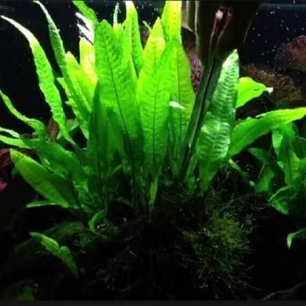 Planta feto de java para aquário