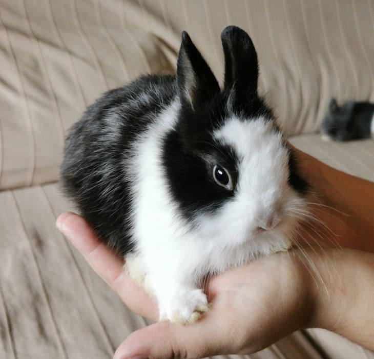 KIT Coelhos anões mini holandês e angorá lindíssimos e muito dóceis