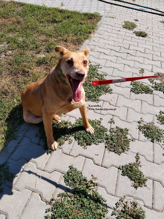 Karmelka, sympatyczna sunia szuka domku