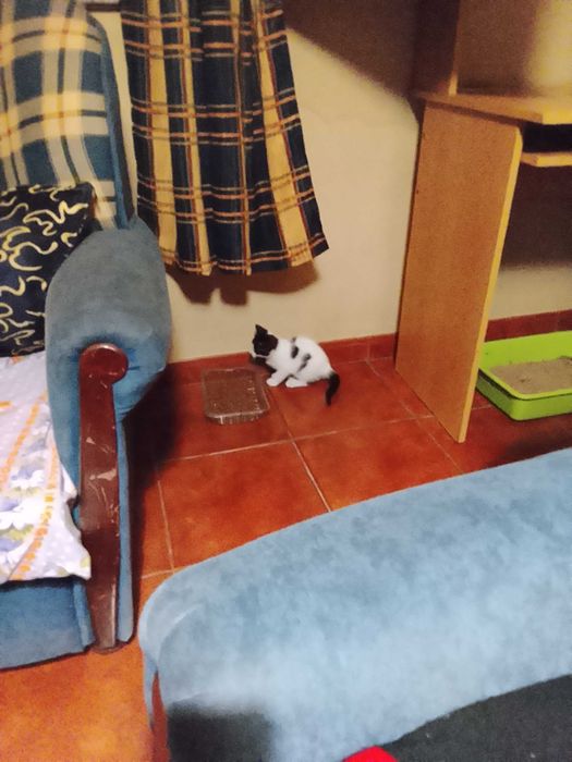 Gatinha para adoção