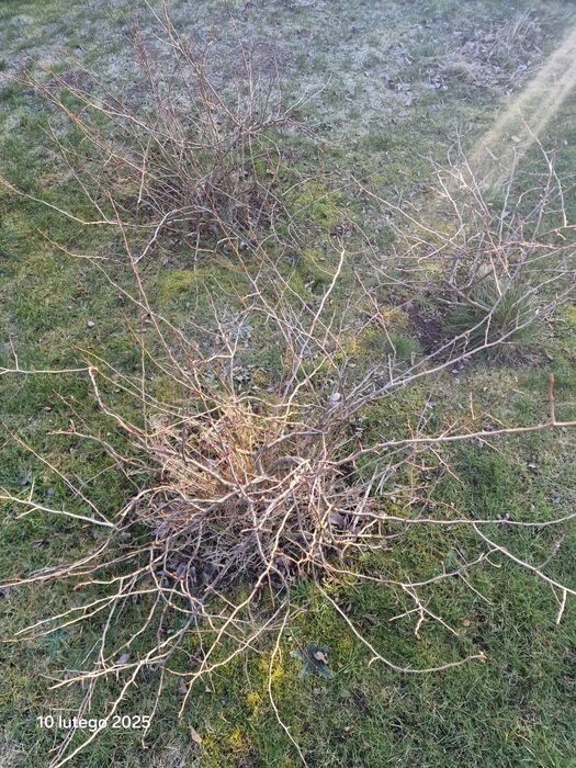 Pigwowiec rośliny pigwa