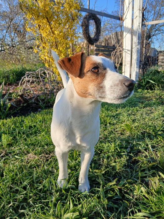 Вязка Джек Рассел