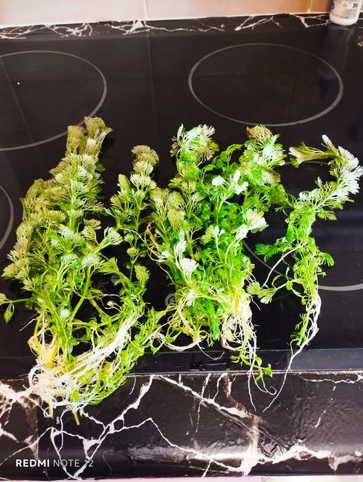 Plantas naturais. Ler anúncio
